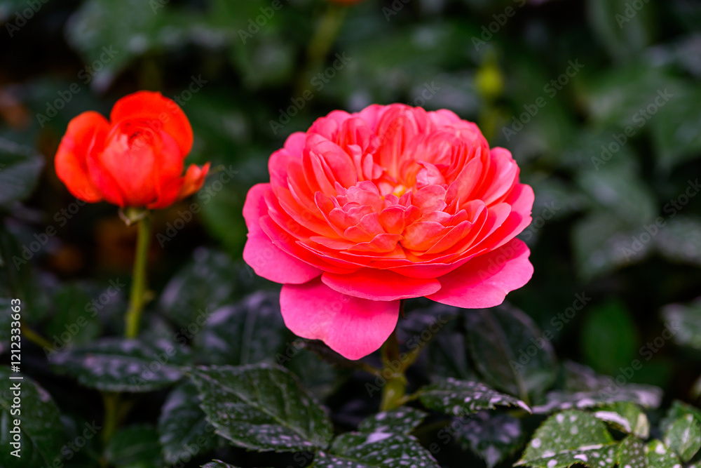Spray Rose Lovely flowers blooming in the garden, in Thailand. Spray Rose Lovely flowers blooming in the garden, in Thailand.
