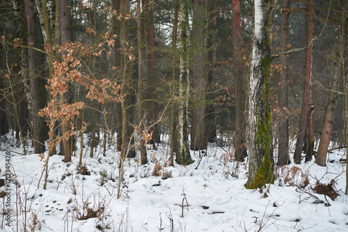 Fototapeta Naklejka Na Ścianę i Meble -  zima,las 