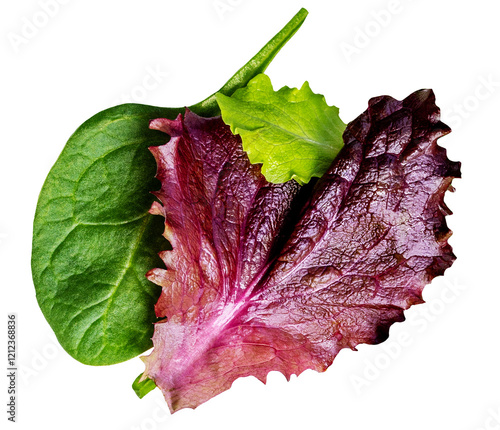 Salad leaves Collection. Isolated Fresh Mixed Salad leaves with Spinach, Chard, lettuce, rucola on white background. Flat lay. Top view. photo