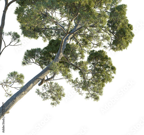 Pinus halepensis Tree corner cutout transparent background photo