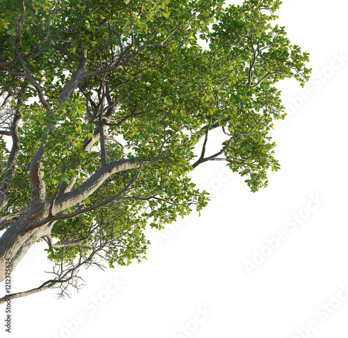 Quercus faginea Tree corner cutout transparent background isolate photo