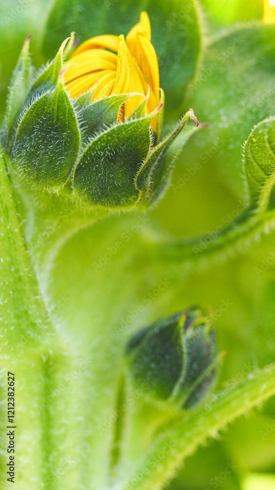 a close-up of a budding sunflower, highlighting its vibrant yellow petals emerging from its fuzzy green sepals, surrounded by a lush green background. a close-up of a budding sunflower, highlighting its vibrant yellow petals emerging from its fuzzy green sepals, surrounded by a lush green background.