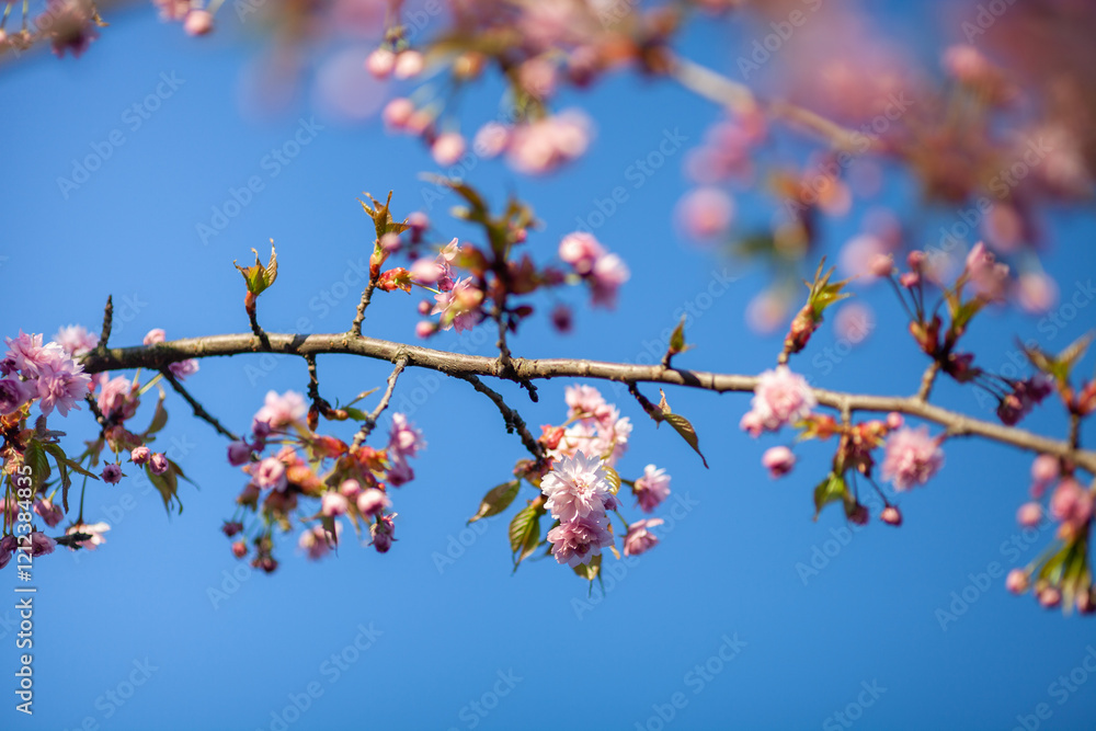Close up of pink cherry blossom branch on blue sky background. Beautiful sakura flowers. Selective focus. Close up of pink cherry blossom branch on blue sky background. Beautiful sakura flowers. Selective focus.