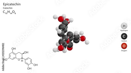 Epicatechin. Antioxidant. Animated 3D model of a molecule. Molecular formula: C15H14O6. Chemical model: Ball and stick. White background. 3D rendering. Seamless loop. photo