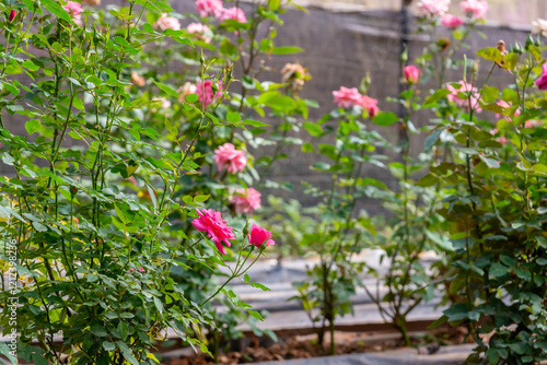 Wallpaper Mural Pink rose tree with pink rose flowers in flower farm. Torontodigital.ca