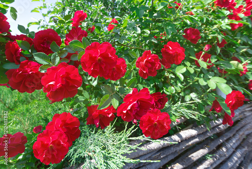 A flowering climbing rose with red flowers in the decoration of a country plot. The concept of creating a natural hedge, selective focus