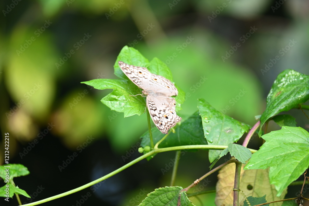 Junonia atlites or grey pansy butterfly. It is a species of nymphalid butterfly found in South Asia. Butterfly sitting on green plant. Junonia atlites or grey pansy butterfly. It is a species of nymphalid butterfly found in South Asia. Butterfly sitting on green plant.