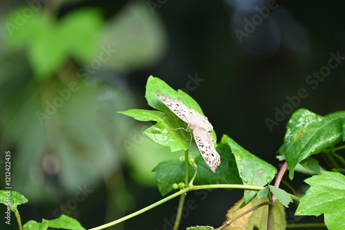 Junonia atlites or grey pansy butterfly.  It  is a species of nymphalid butterfly found in South Asia. Butterfly sitting on green plant.  photo