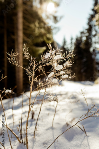Winter in den Bergen im Allgäu
