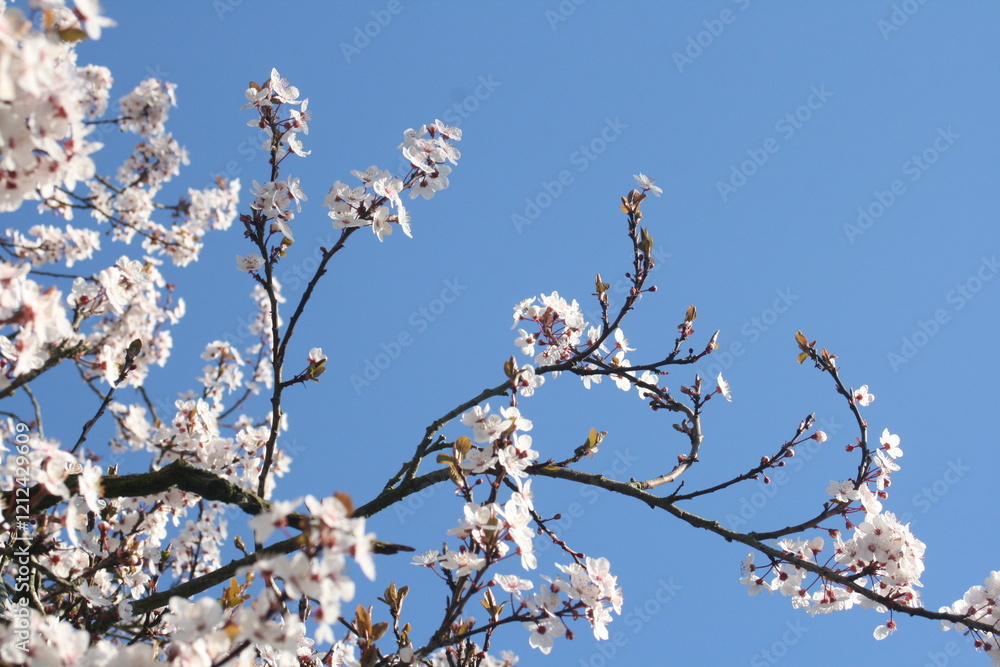 blossom in spring, cherry blossom, blue sky blossom in spring, cherry blossom, blue sky