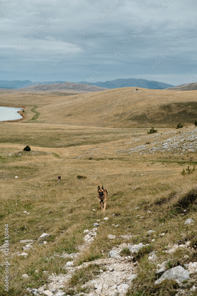 Fototapeta premium Hiking with pets concept. German and Australian Shepherd are walking together in mountains in autumn season. Dogs run freely through endless fields. Montenegro country, Durmitor national park.