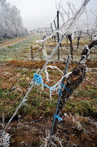 Austria, Vineyards, Winter photo