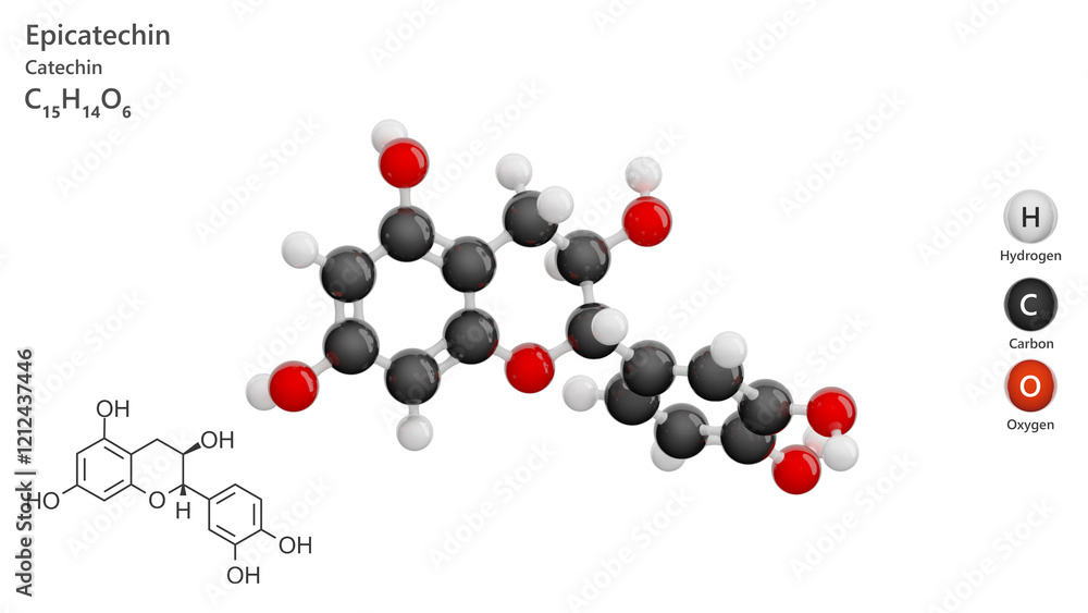 Molecule: Epicatechin. Antioxidant. Molecular structure. Formula: C15H14O6. Chemical model: Ball and stick. White background. 3D illustration. Molecule: Epicatechin. Antioxidant. Molecular structure. Formula: C15H14O6. Chemical model: Ball and stick. White background. 3D illustration.