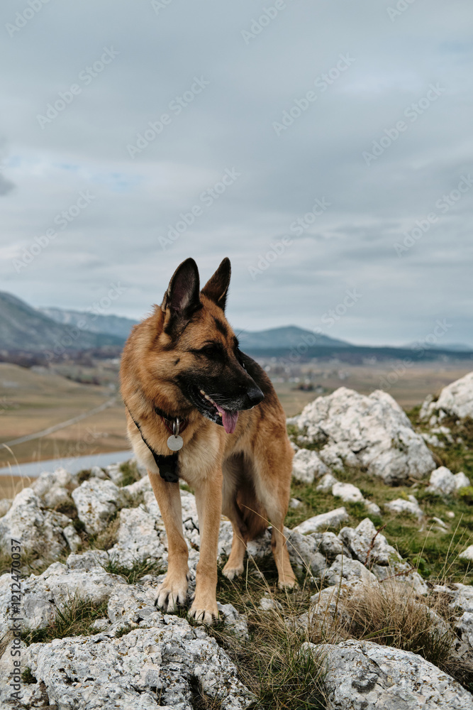 Hiking with pet concept. German Shepherd dog staying on top of a cliff overlooking mountain range. Montenegro country, Durmitor national park in autumn season. Happy dog travel outdoor. Hiking with pet concept. German Shepherd dog staying on top of a cliff overlooking mountain range. Montenegro country, Durmitor national park in autumn season. Happy dog travel outdoor.