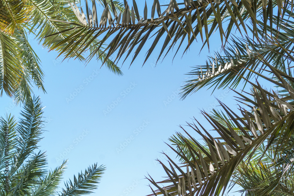 Naklejka premium Islamic background. Sky and palm trees against the background of beautiful date palms in the sacred Garden of Salman al-Farisi in radiant Medina. Place for text.