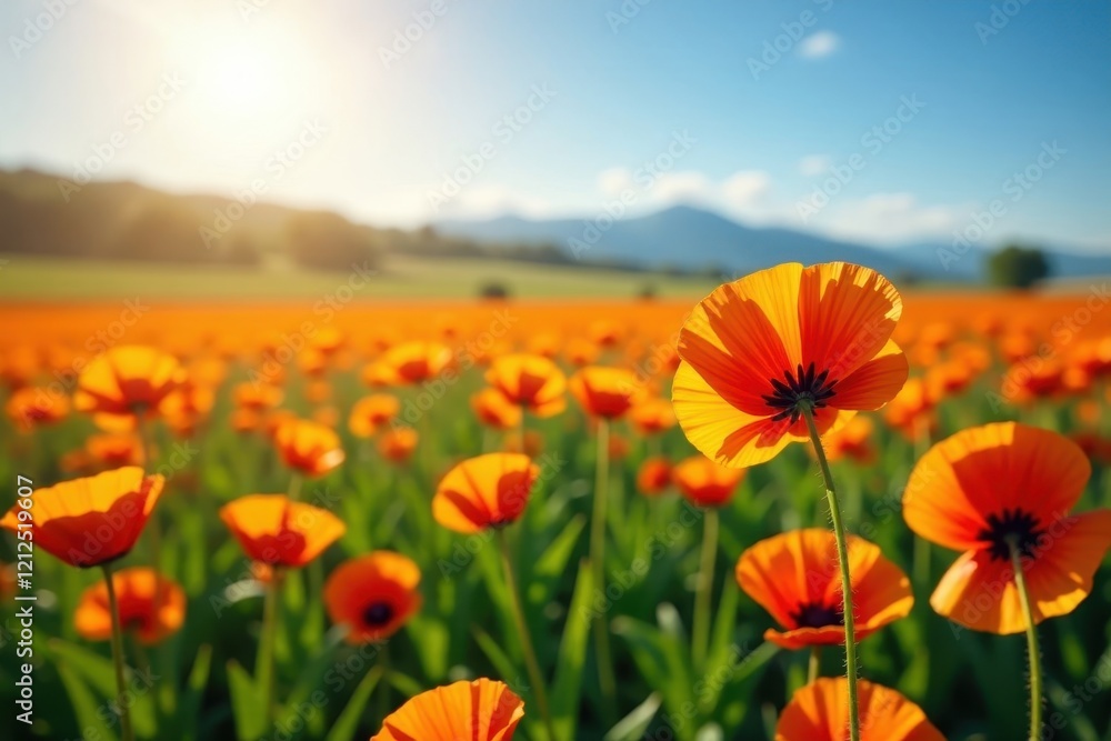 Vast field of vibrant orange poppies under sunny sky, wildflowers, vibrant Vast field of vibrant orange poppies under sunny sky, wildflowers, vibrant