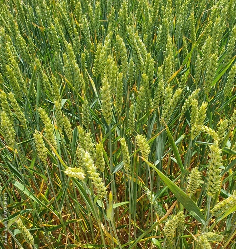 bristle grass photo