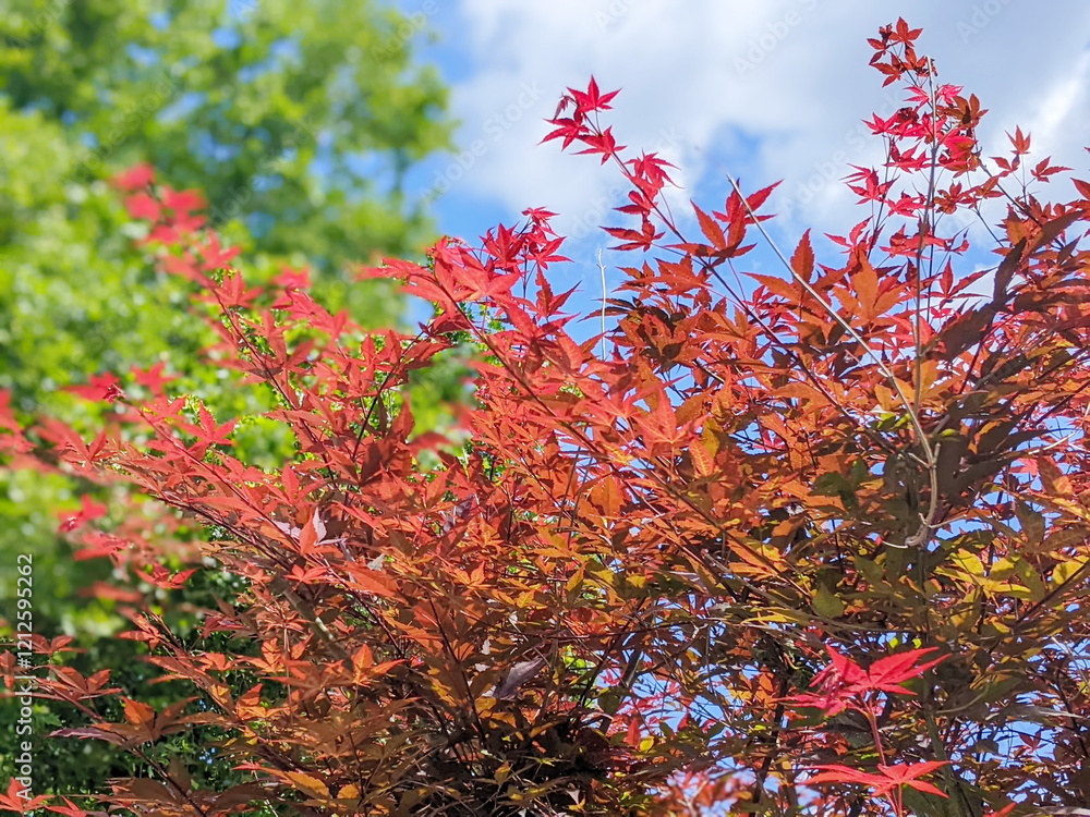 maple leaves illuminated by sunlight in the spring time of the year, the real natural foliage maple leaves illuminated by sunlight in the spring time of the year, the real natural foliage