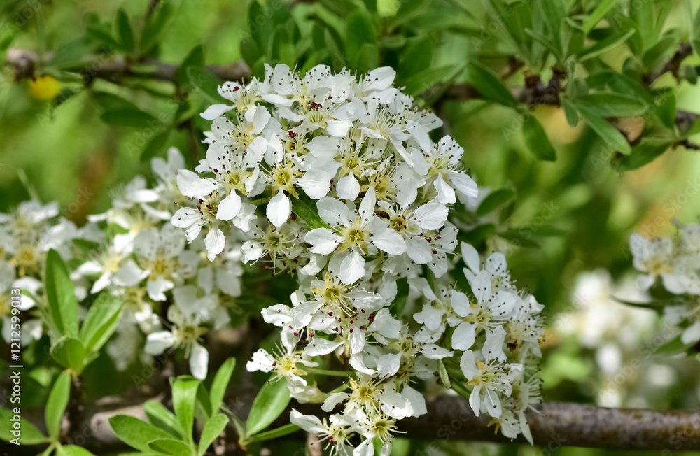 wild fruit trees and wild pear tree flowers wild fruit trees and wild pear tree flowers