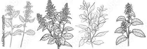 Salvia sage herb flower graphic art in black and white, isolated sketch illustration, modern style