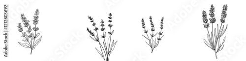 A contemporary black and white sketch of lavender. A fragrant French wildflower with a title. A sketched outline of a violet summer honey plant. An engraving of a blooming aromatic Provence
