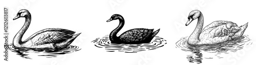 The swan is swimming. This is a hand-drawn, artistic, black and white sketch of a swan bird set against a white background