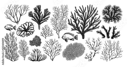 A variety of low-detail doodle-style coral icons, each with crisp lines and clear contours on a white background. Hand-drawn coral reef elements in a straightforward black style