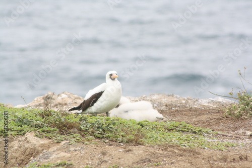 Nazca booby
(Sula granti)