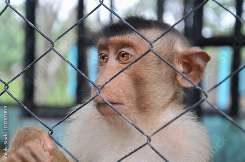 Photography Portrait of a monkey in a zoo cage. Close-up