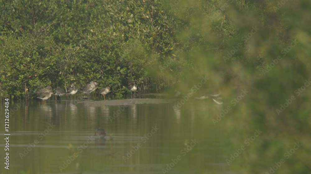 Sharp-tailed Sandpiper and Asian dowicher in habitat. Rare birds in Conservation status - Vulnerable species. Sharp-tailed Sandpiper and Asian dowicher in habitat. Rare birds in Conservation status - Vulnerable species.