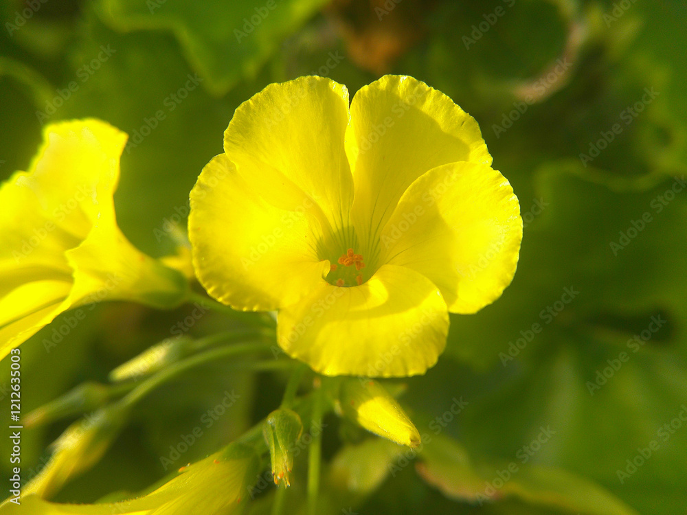 Fiore Fiore