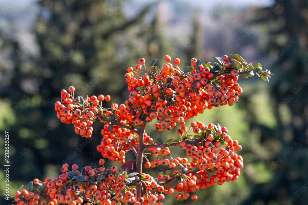 Pyracantha angustifolia is a species of shrub in the rose family known by the common names narrow leaf firethorn, slender firethorn and woolly firethorn