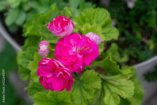 Pink Geraniums in the garden