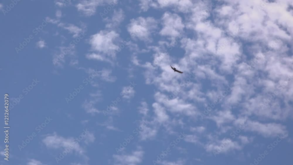 Zooming out on a turkey vulture spiralling up in the blue sky (kettle) Zooming out on a turkey vulture spiralling up in the blue sky (kettle)