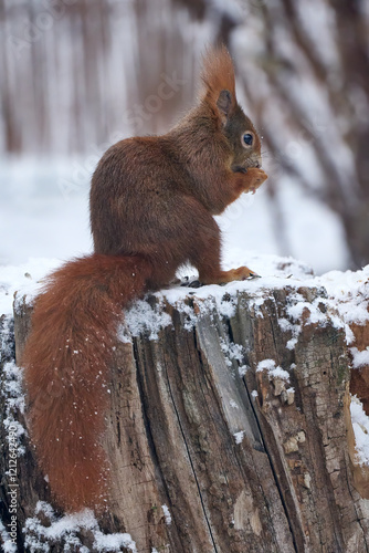 hungry squirrel, sciurus, i...