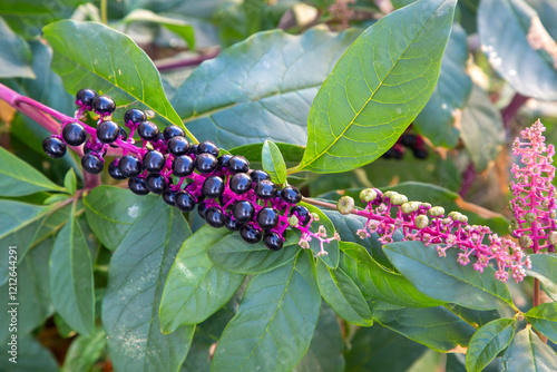 Phytolacca decandra, indian pokeweed ripening black fruits on branches. photo