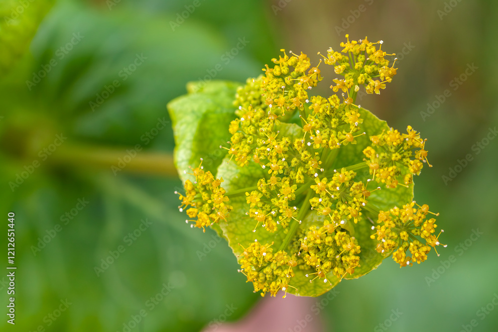 Smyrnium perfoliatum subspecies rotundifolium, Round-leaved Alexanders, Horse Parsley, Euphorbia-like biennial that will seed about. Lime-green flowers during late spring. Smyrnium perfoliatum subspecies rotundifolium, Round-leaved Alexanders, Horse Parsley, Euphorbia-like biennial that will seed about. Lime-green flowers during late spring.