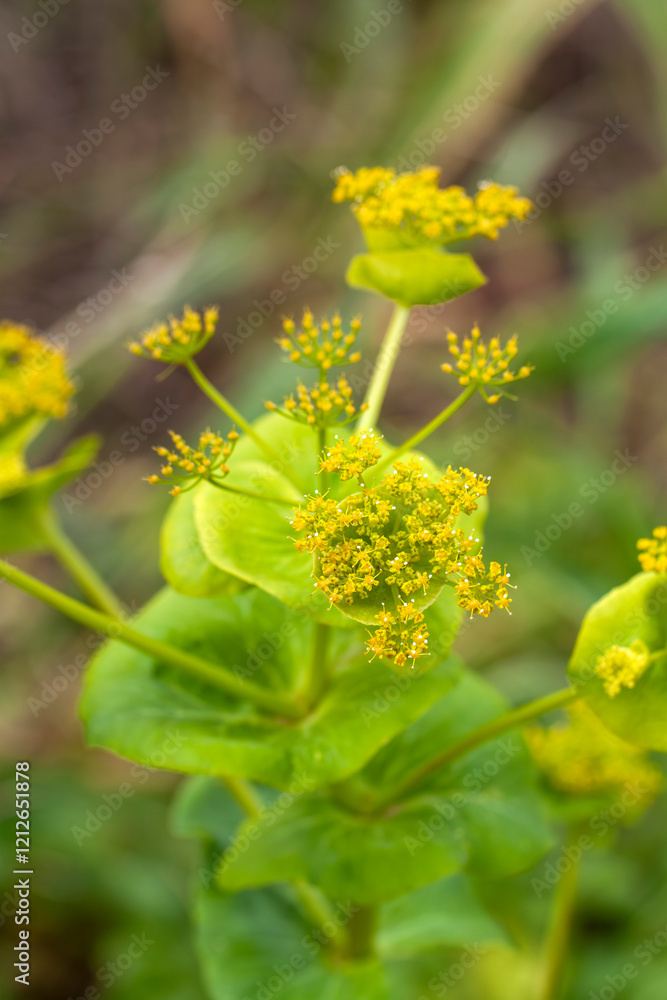 Smyrnium perfoliatum subspecies rotundifolium, Round-leaved Alexanders, Horse Parsley, Euphorbia-like biennial that will seed about. Lime-green flowers during late spring. Smyrnium perfoliatum subspecies rotundifolium, Round-leaved Alexanders, Horse Parsley, Euphorbia-like biennial that will seed about. Lime-green flowers during late spring.
