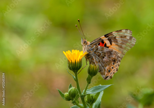Butterfly in nature - Vanes...