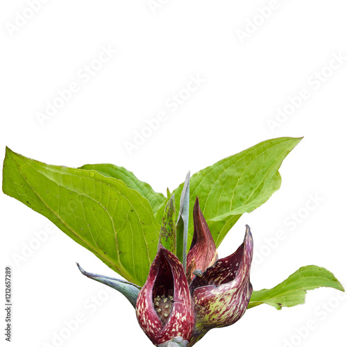 Symplocarpus foetidus - Skunk Cabbage - Native North American Wetland Wildflower Isolated photo