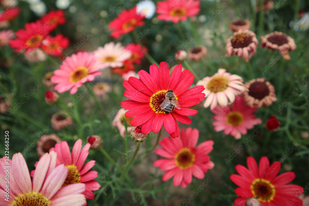 Fototapeta premium red and white flowers Paris daisy argyranthemum frutescens marguerite daisy red daisy bee on the flower bee and bloom garden lowers