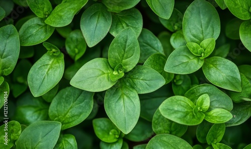 Close-up view of Menyanthes trifoliata plant, also known as Bogbean or Buckbean, a medicinal herb photo