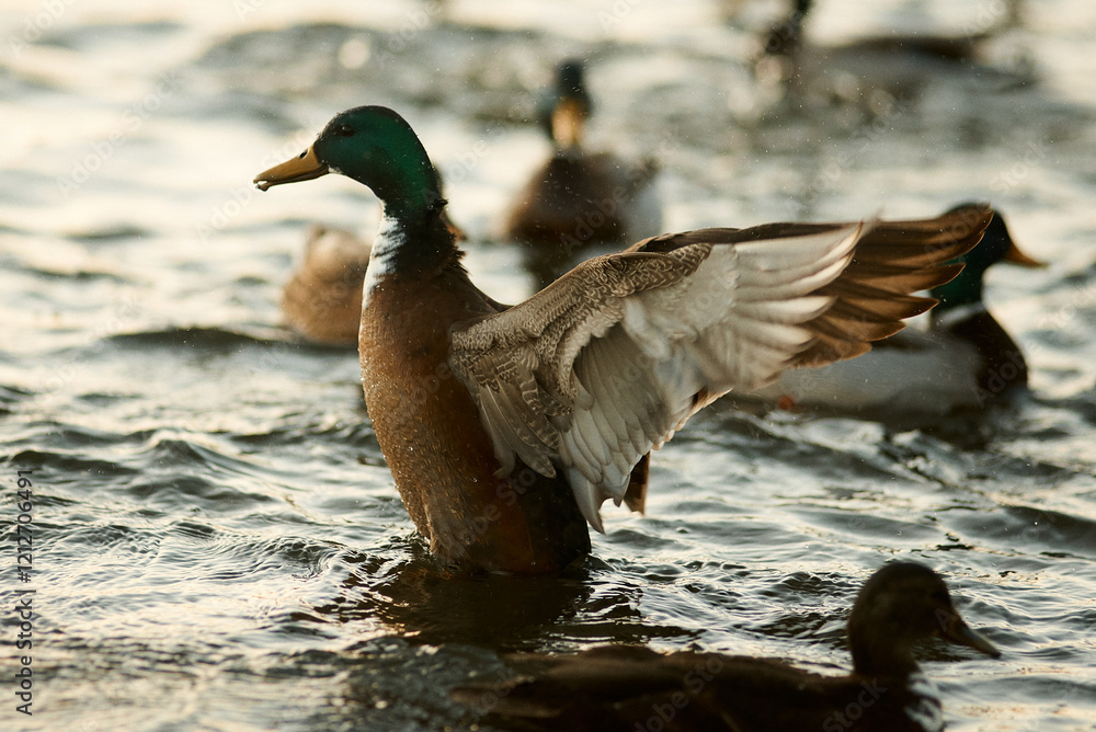 Obraz premium duck on the water