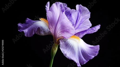 Elegant violet iris flower in full bloom against a striking black background showcasing its intricate petals and vibrant colors. photo