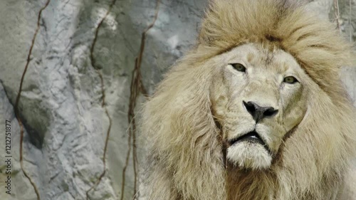 Majestic Lions in the Wild: Stunning Footage of Nature's Kings photo