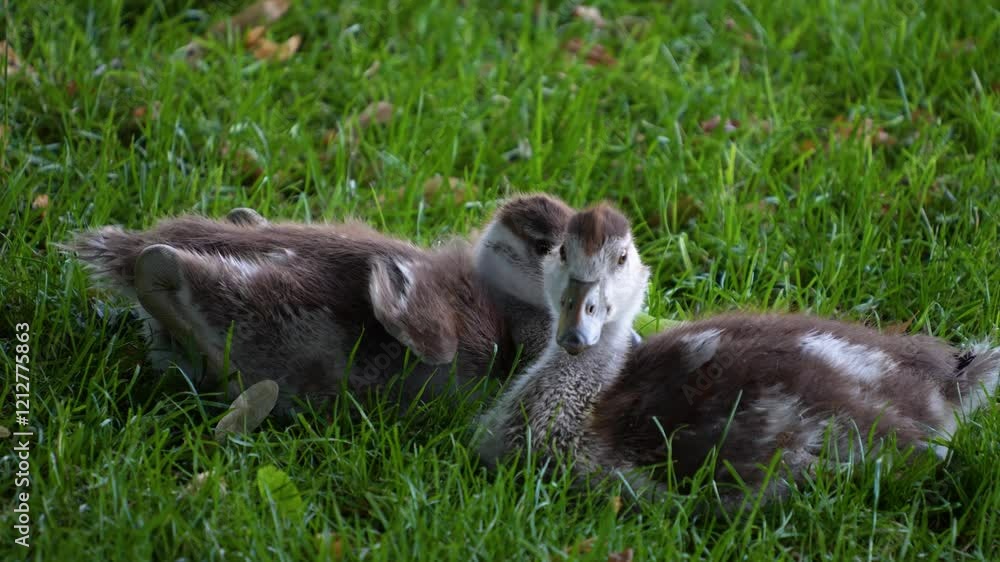 Close up of Egyptian geese chicks family on a meadow on a sunny day relaxing and looking
Close up of Egyptian geese chicks family on a meadow on a sunny day relaxing and looking