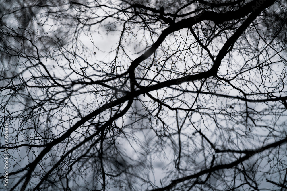 pretty rain drops on the branches fine art nature photography pretty rain drops on the branches fine art nature photography