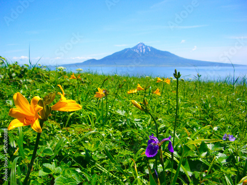 北海道　礼文島の風景(利尻島：エゾカンゾウ,ヒオウギアヤメ)