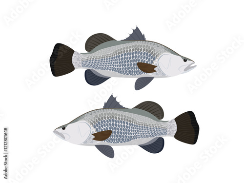 Lates calcarifer on white background.