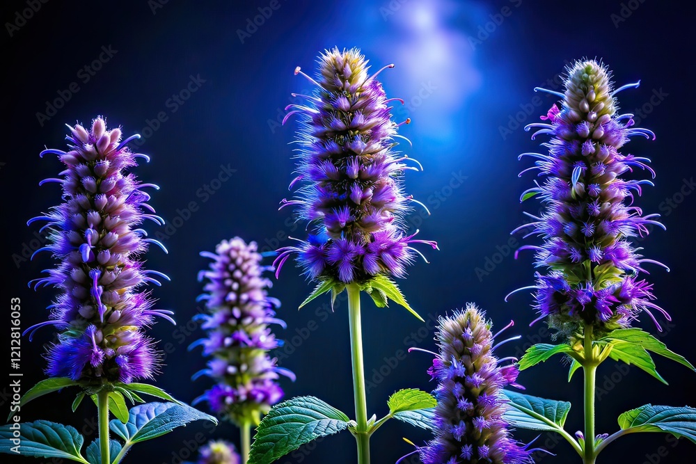 Obraz premium Night Photography of Agastache foeniculum, Aromatic Herb, Medicinal Plant, Violet-Blue Flowers, Giant Hyssop, Indian Mint, Blue Licorice, American Native